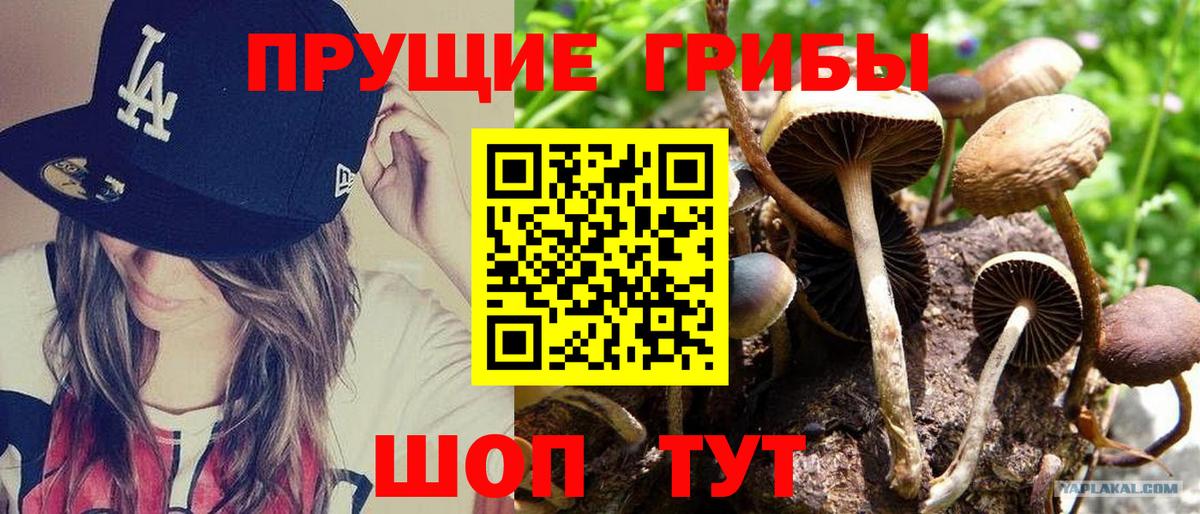 Псилоцибиновые грибы Psilocybe  Вход с VPN  Новоалександровск 